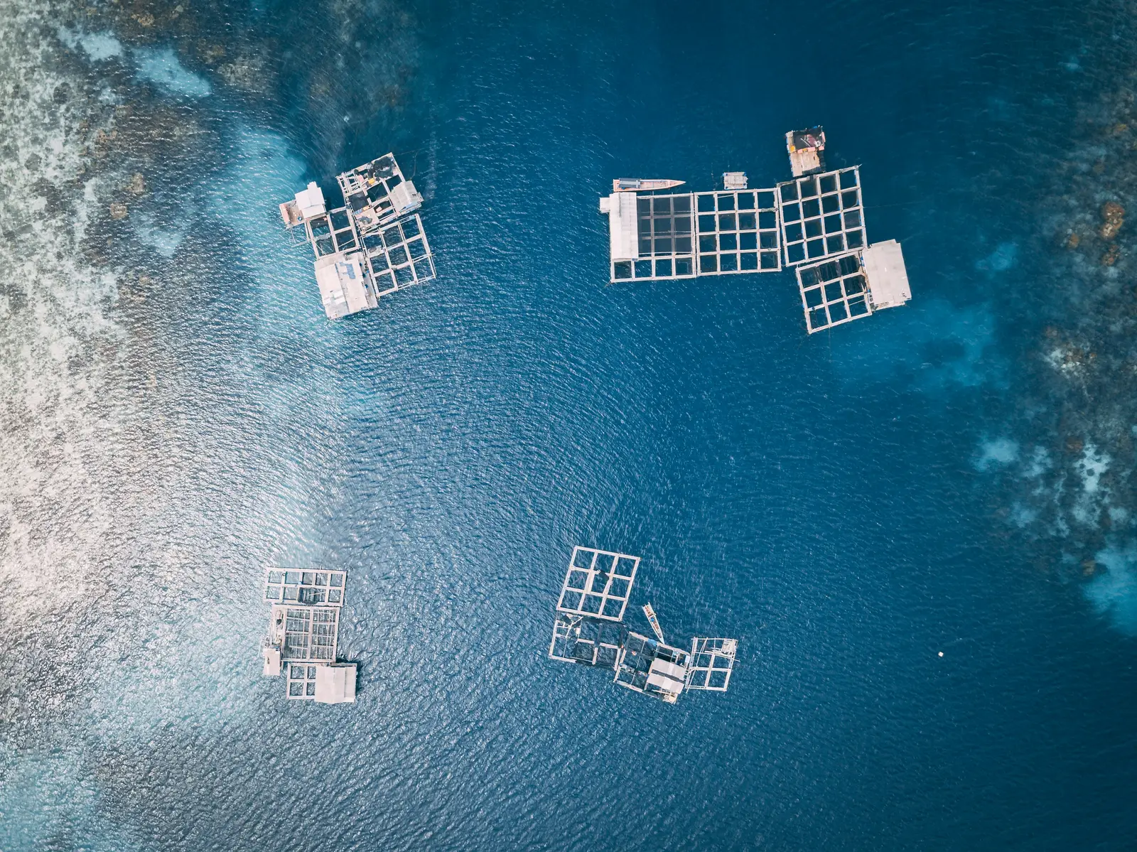 Vista aérea de instalaciones acuícolas distribuidas sobre aguas costeras azules